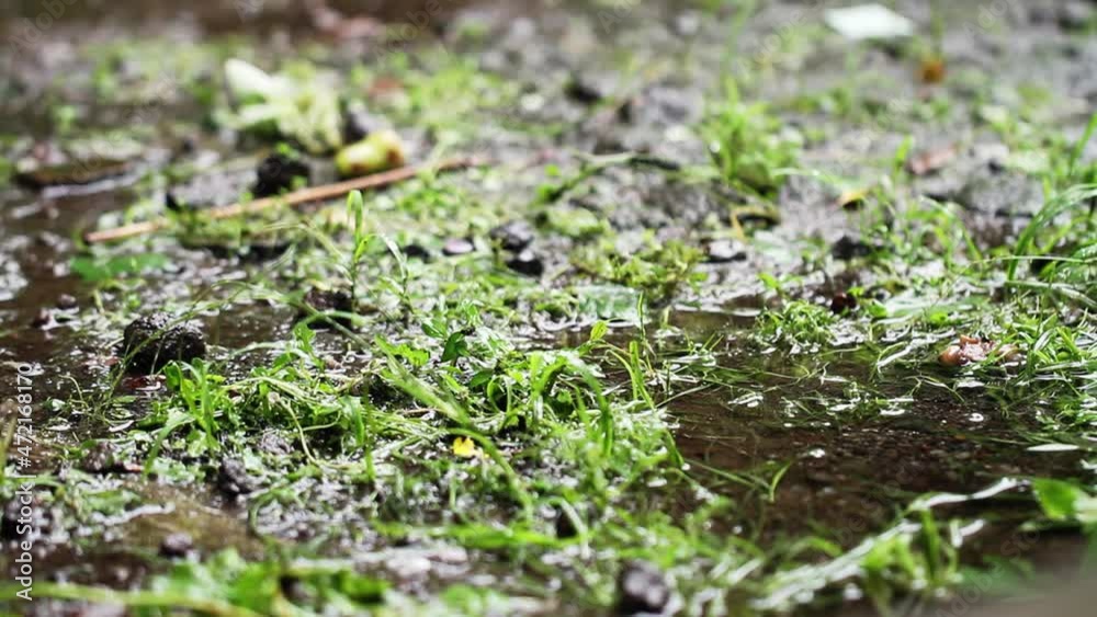 The falling drizzle wets the garden soil with a little grass, providing an opportunity for grass seeds and moss to thrive The falling drizzle wets the garden soil with a little grass, providing an opportunity for grass seeds and moss to thrive