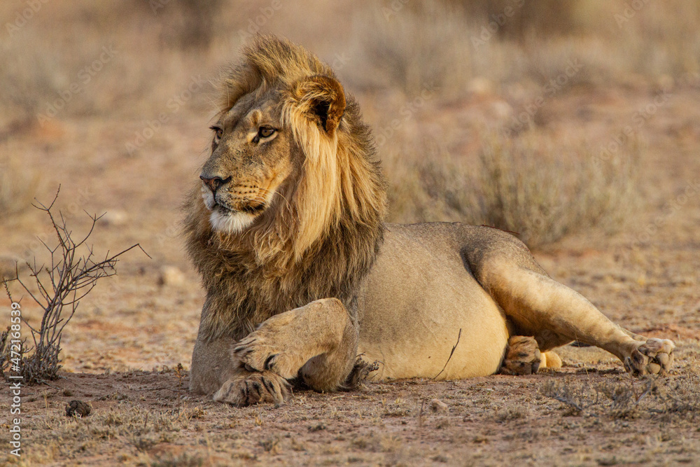 Black-maned lion of the Kalahari resting after eating a gemsbok in the Kgalagadi, South Africa Black-maned lion of the Kalahari resting after eating a gemsbok in the Kgalagadi, South Africa