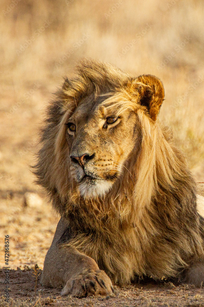 Black-maned lion of the Kalahari resting after eating a gemsbok in the Kgalagadi, South Africa Black-maned lion of the Kalahari resting after eating a gemsbok in the Kgalagadi, South Africa