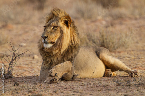 Black-maned lion of the Kalahari resting after eating a gemsbok in the Kgalagadi  South Africa