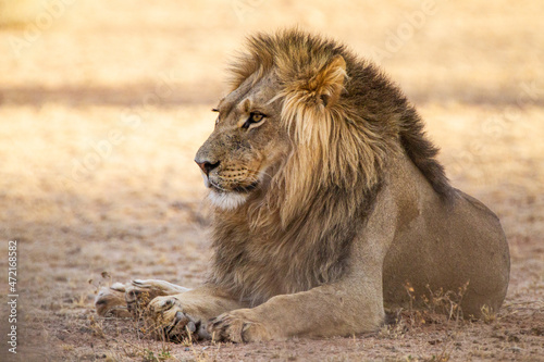 Black-maned lion of the Kalahari resting after eating a gemsbok in the Kgalagadi, South Africa