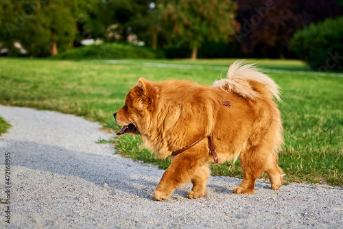 Beautiful chow chow dog on green grass in the park