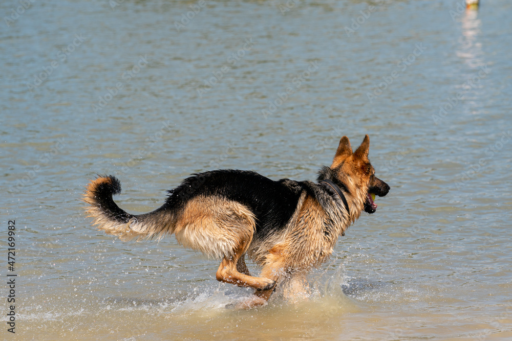 Young happy German Shepherd, playing in the water. The dog splashes runs and jumps happily in the lake Young happy German Shepherd, playing in the water. The dog splashes runs and jumps happily in the lake