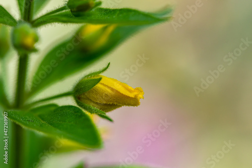 Wallpaper Mural Lysimachia vulgaris flower growing in meadow Torontodigital.ca