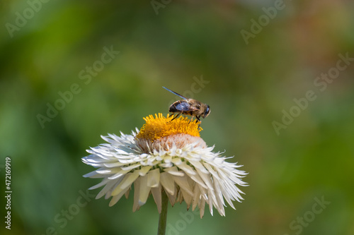 bee on a flower