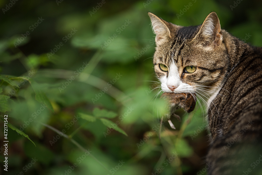 Cat hunter with a caught mouse in her mouth