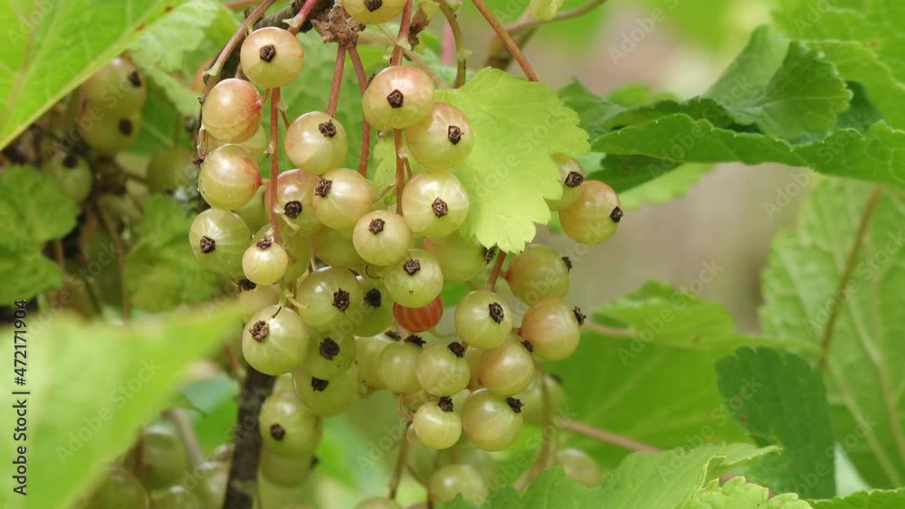 A currant bush with unripe fruits in the garden A currant bush with unripe fruits in the garden