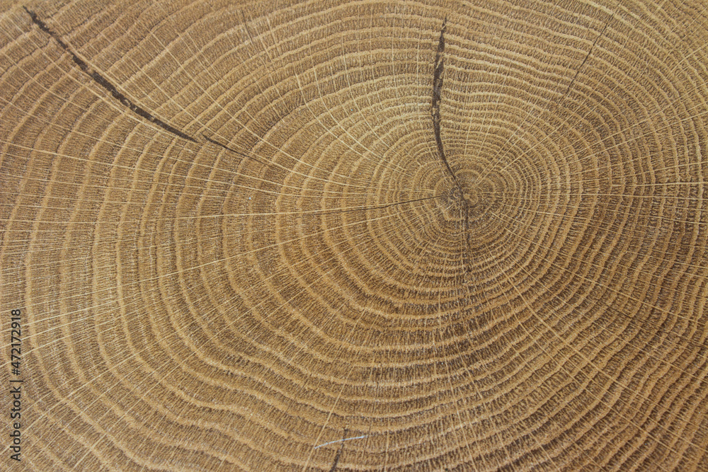 Old wooden oak tree cut surface. Detailed warm dark brown and orange tones of a felled tree trunk or stump. Rough organic texture of tree rings with close up of end grain. Close-up wood texture Old wooden oak tree cut surface. Detailed warm dark brown and orange tones of a felled tree trunk or stump. Rough organic texture of tree rings with close up of end grain. Close-up wood texture