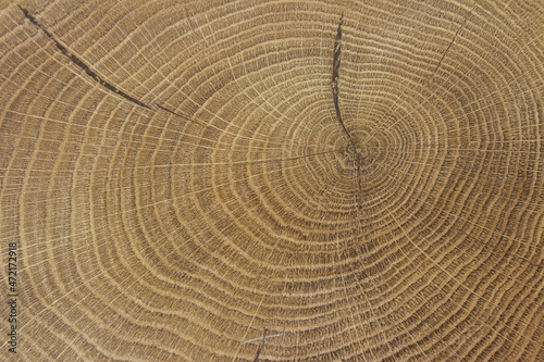 Old wooden oak tree cut surface. Detailed warm dark brown and orange tones of a felled tree trunk or stump. Rough organic texture of tree rings with close up of end grain. Close-up wood texture