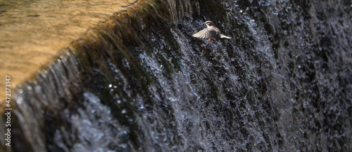 White-throated dipper (Cinclus cinclus) sitting on a stone. Diving bird hunting in the water. spring moment from the mountain river photo