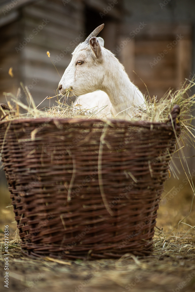 Obraz premium Cute goats on an organic farm, looking happy, grazing outdoors - respectful animal farming