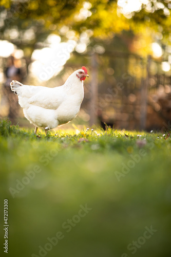 Hen in a farmyard (Gallus gallus domesticus)