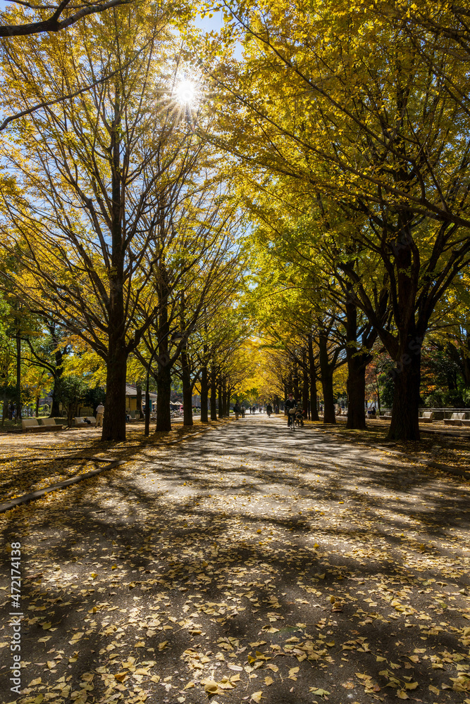 Fototapeta premium 秋の午前中に逆光でイチョウ並木の影がイチョウの葉の上に綺麗に映る