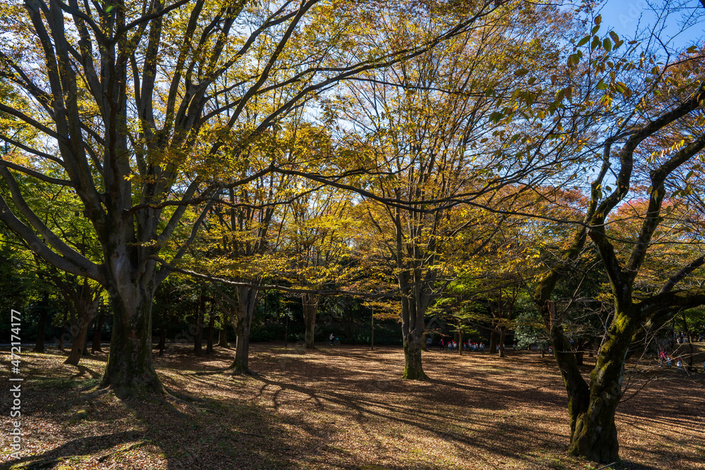Fototapeta premium 光が丘公園の紅葉