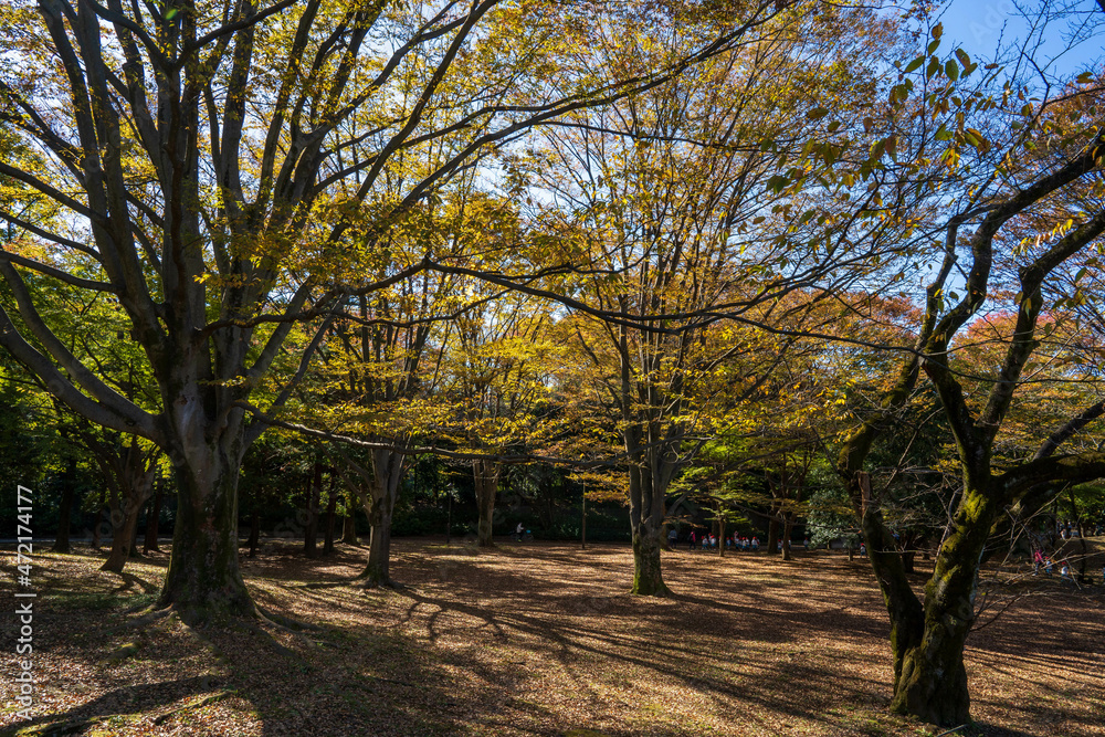 光が丘公園の紅葉