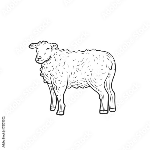 sheep outline illustration isolated on white background, farm animal, illustration template.