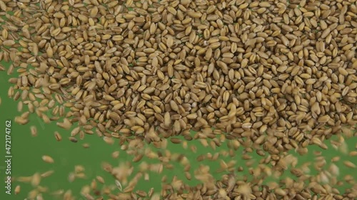 Slow motion. Top view on flying and falling wheat grains. The seeds fall and fill the green screen. Top view. Grain background