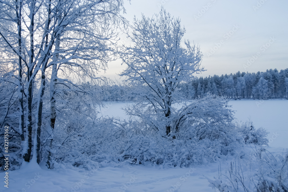 The trees are covered with snow. The trees are covered with snow.