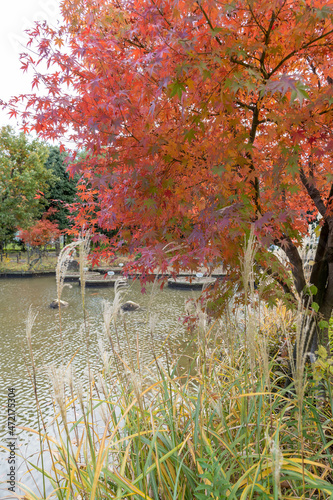 日本の秋、紅葉と池とすすきの葉