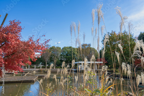 日本の秋、すすきの葉と紅葉と青空