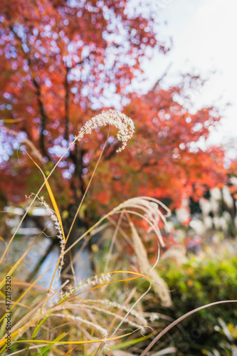 日本の秋、紅葉と風でゆれる、すすきの葉
