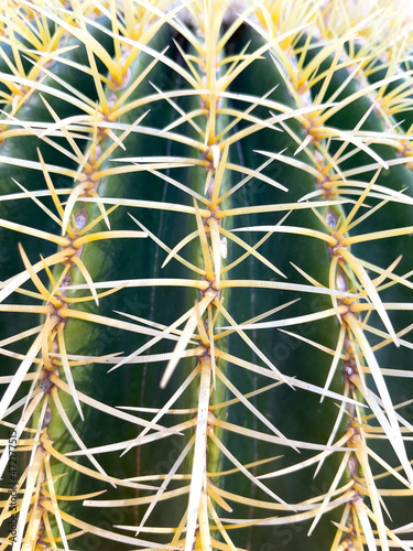 close up on cactus- macro