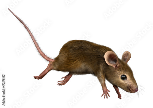 3D Rendering Little Broun Mouse on White