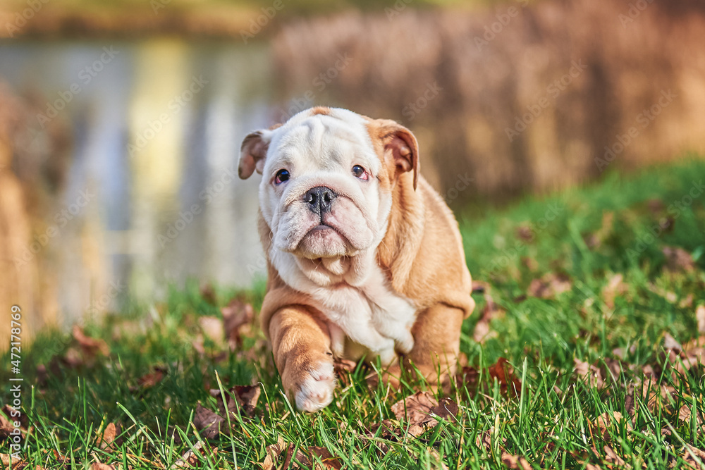 
Little English Bulldog puppy in the park for a walk