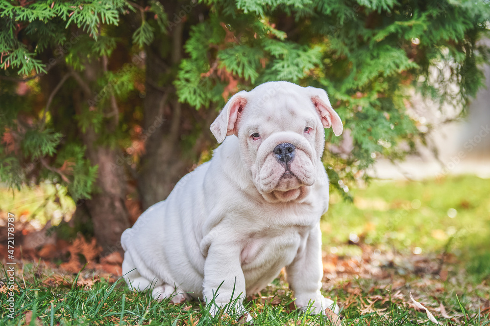 Little English Bulldog puppy in the park for a walk Little English Bulldog puppy in the park for a walk