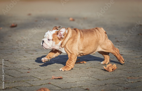 Little english bulldog puppy running along the path in the park
