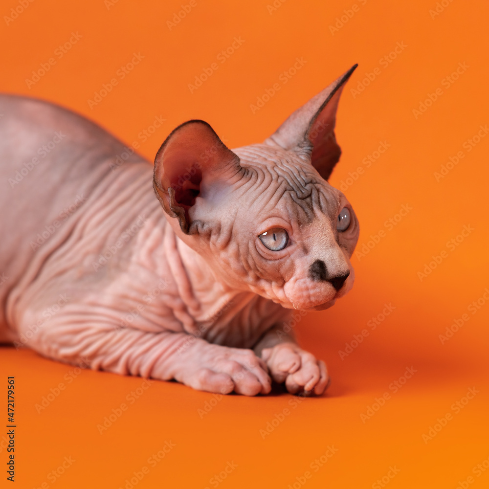 Adorable Sphynx cat lying down on orange background and looking away with smart blue eyes. Four month old purebred male kitten of chocolate mink and white color is friendly and communicative animal.