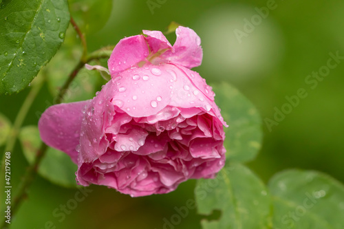 Pink flower of a rose covered with water drops ahter rainfall