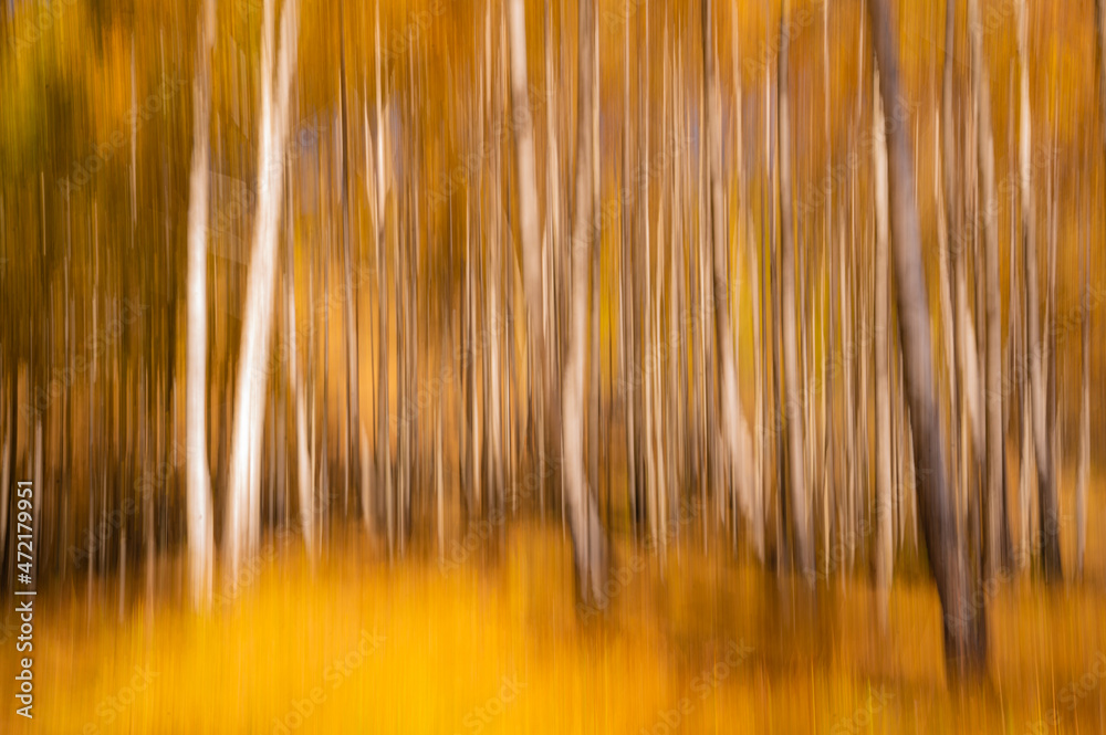 Autumn in the Trees Leaves Turned Bright Yellow Vibrant Seasonal Color Autumn in the Trees Leaves Turned Bright Yellow Vibrant Seasonal Color