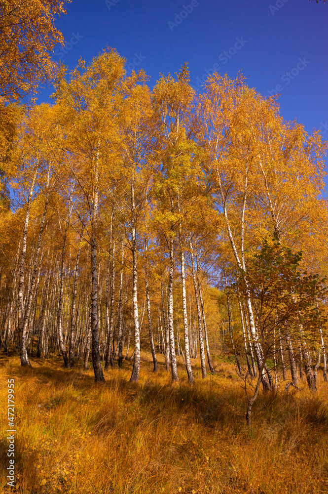 Fototapeta premium Autumn in the Trees Leaves Turned Bright Yellow Vibrant Seasonal Color
