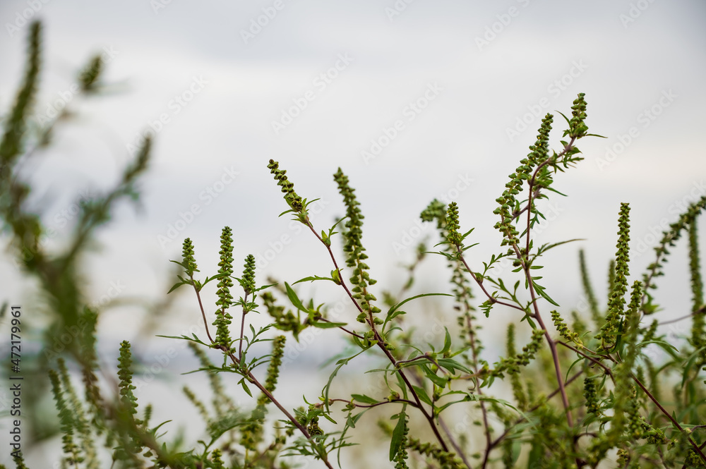 Fototapeta premium Ragweed bushes. Ambrosia artemisiifolia causing allergy summer and autumn. ambrosia is a dangerous weed. its pollen causes a strong allergy at the mouth during flowering.