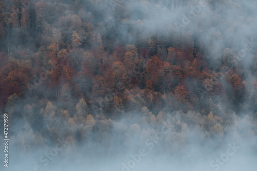 Beautiful autumn colors in fog at Poiana Marului,Caras-severin,Romania