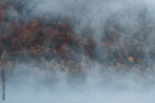 Beautiful autumn colors in fog at Poiana Marului,Caras-severin,Romania