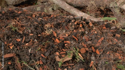 Wallpaper Mural Front close up view of walking Tarantula Torontodigital.ca
