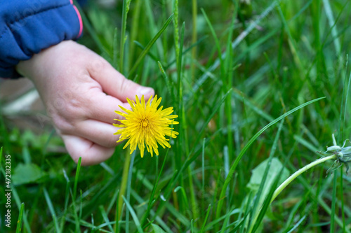 A bouquet of dandelions in the hands of a child. A girl holds spring yellow flowers for a gift to her mother on Mother's Day.