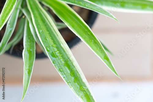 Closeup leaves of spider plant or Chlorophytum comosum in pot with water drop, Top view