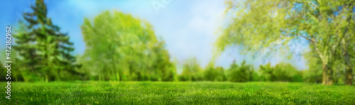 Fototapeta Naklejka Na Ścianę i Meble -  soft focus blurred grass on meadow background and trees in spring park