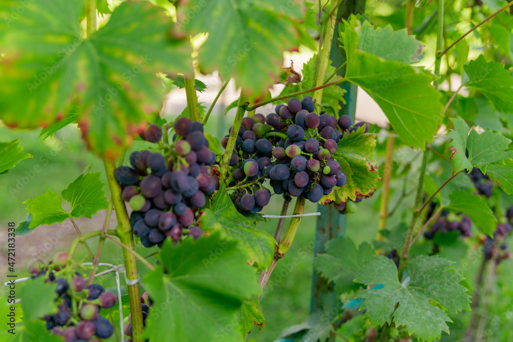 bunch of grapes ripens on a branch between the green leaves