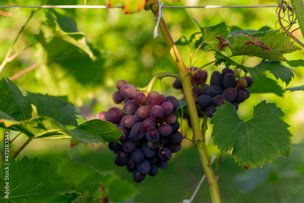 bunch of grapes ripens on a branch between the green leaves
