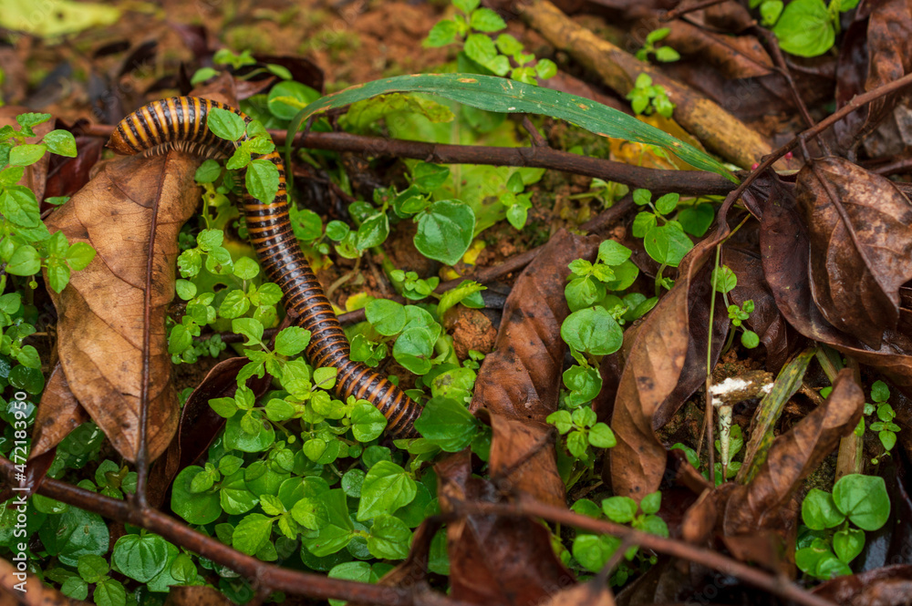 Millipede is moving towards the plants with some parts in focus
Millipede is moving towards the plants with some parts in focus