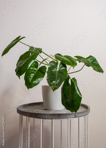 The Philodendron Burle Marx plant in a flowerpot on white background. Heart-shaped leaves, Clumping of philodendron leaves.