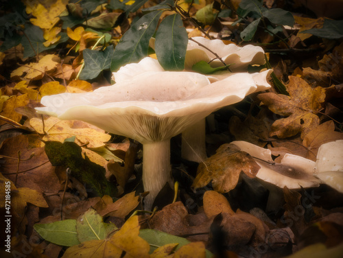 Large buff mushrooms growing in autumn fallen leaves