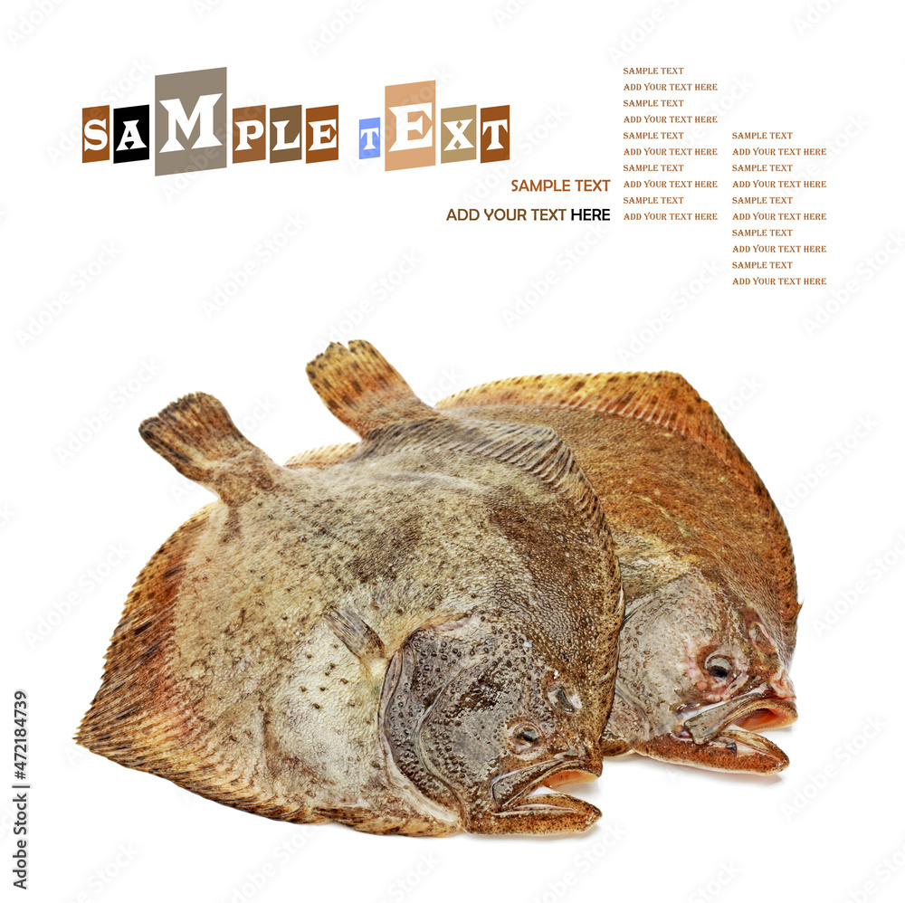 Turbot fish, isolated on white Turbot fish, isolated on white