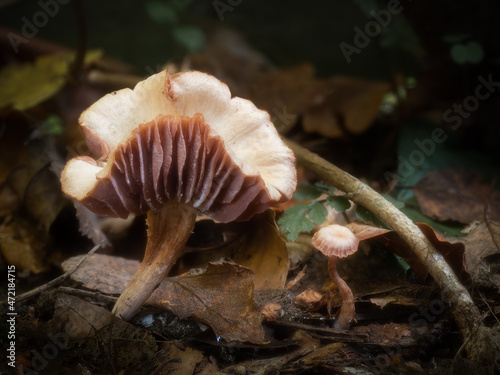 Amethyst Deceiver mushrooms grow in leaf litter on the forest floor. Paler surface and stem due to dry conditions