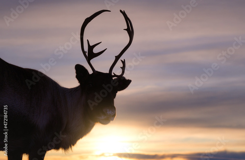 Deer on the sky background during sunset. Animals in wildlife. Winter landscape during sunset with deer. Tromso, Norway - travel