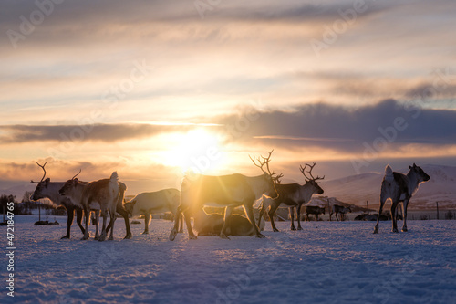 A herd of deer in the snow during sunset. Animals in wildlife. Winter landscape during sunset with deer. Tromso  Norway travel